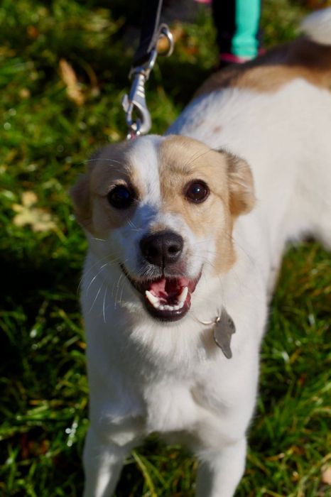 Mała roczna Kiwi czeka na dom