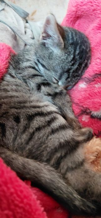 Віддаємо кота у добрі руки