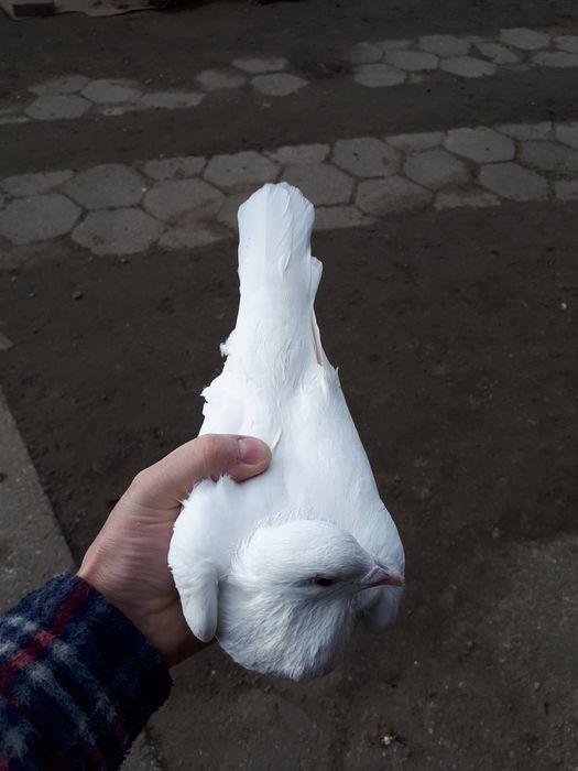 Gołębie pocztowe białe para lęgowa