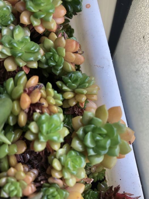 Suculentas - plantas vivas