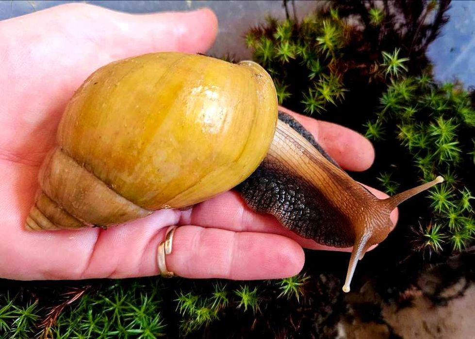 Большие улитки Ахатины Фулика (родация стандарт). Раковина 7-9 см.