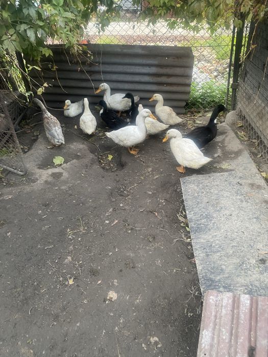 Młode Kaczki Piżmowe