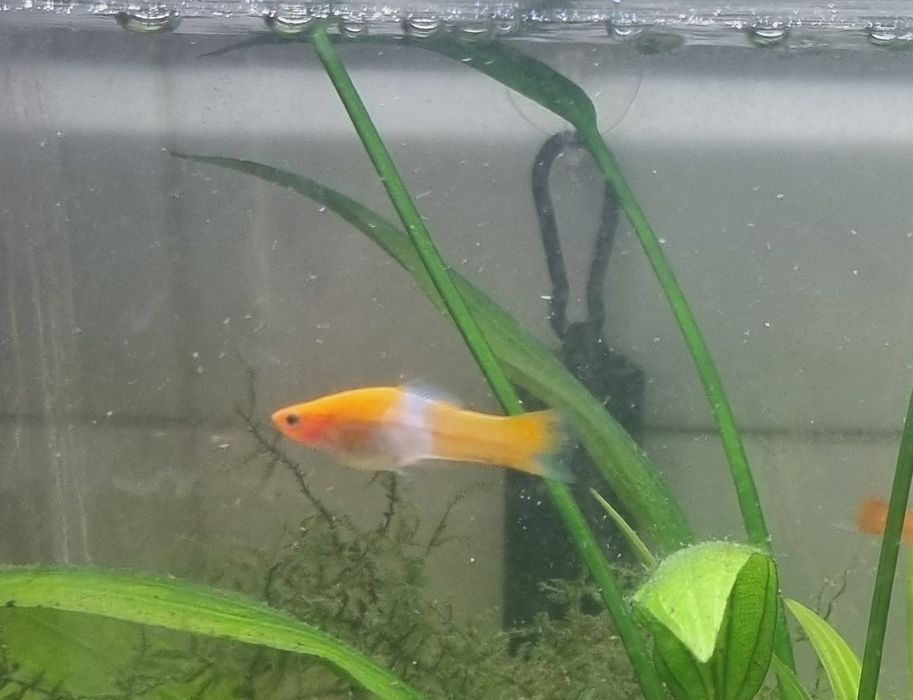 Peixes espadinhas  jovens/adultos