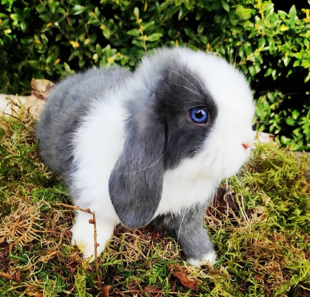 KIT Coelhos anões orelhudos, mini lop super inteligentes e dóceis