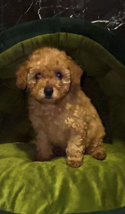 Хлопчик той , буде маленьким