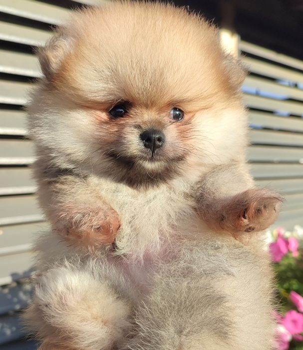 ZKwP Pomeranian szpic miniaturowy
