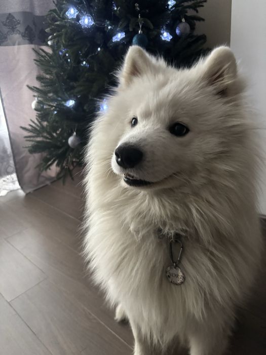 Самоїд вязка, шукаємо дівчинку для стосунків