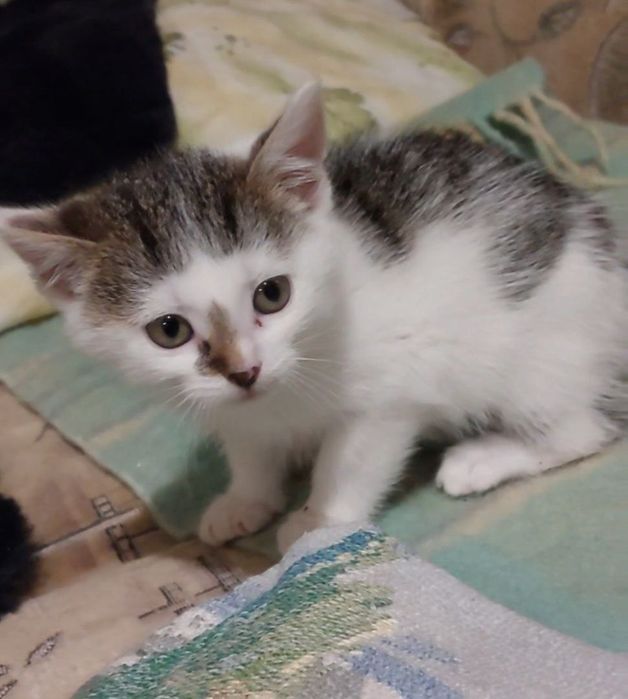 Отдам котёнка-девочку