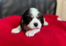Cavalier bardzo uroczy piesek ZKwP FCI