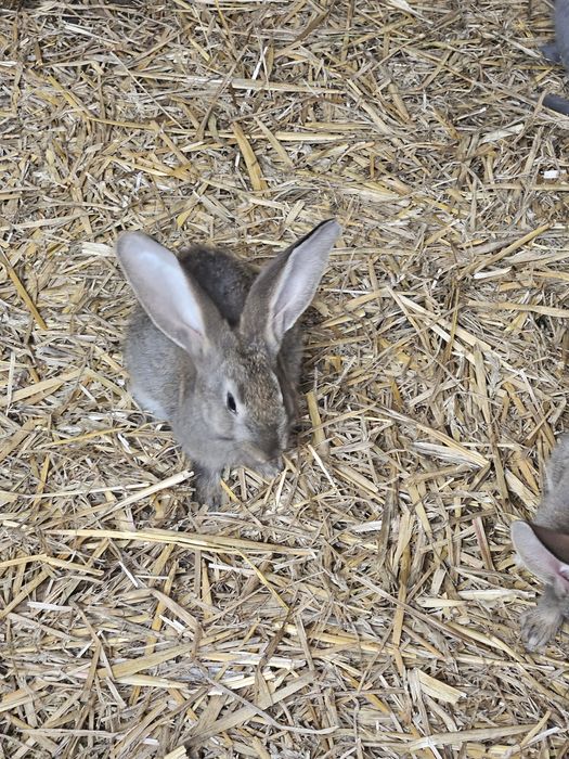 Królik Belgijski Olbrzym króliki