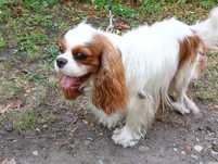 Cavaler King Charles Spaniel suczka z uprawnieniami