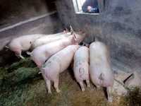 Продам свині жива вага 60 грн