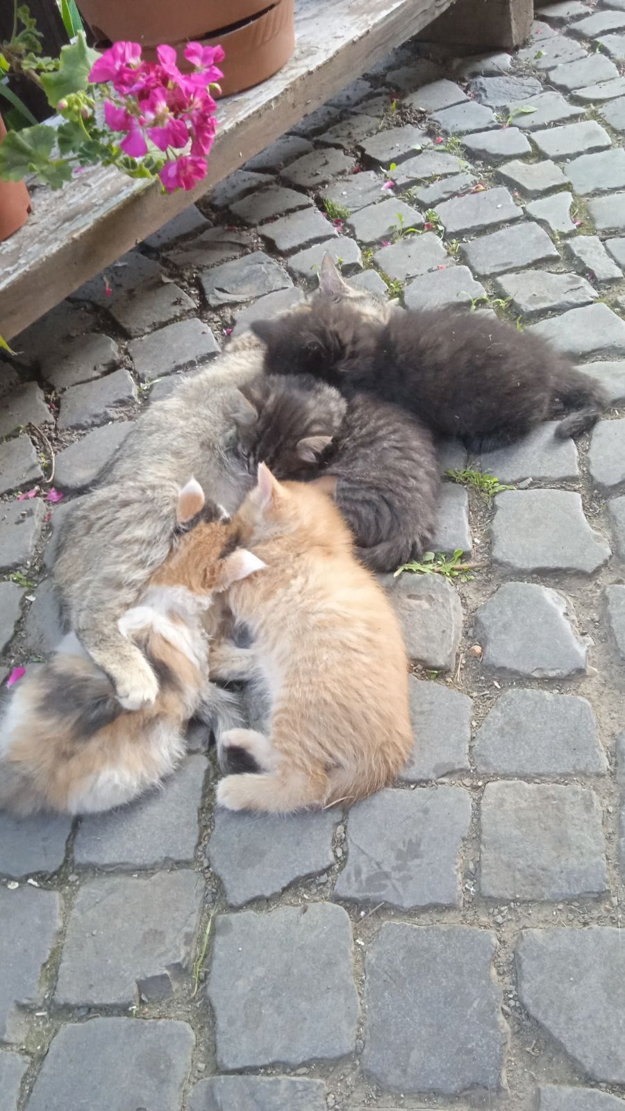 КОТЯТА Віддам в хороші руки