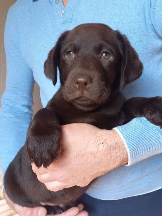 Хлопчик шоколад лабрадорчик доставка по Украіні, Німеччину