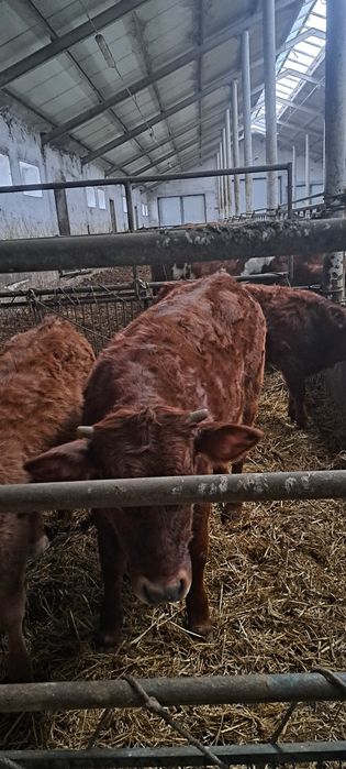 Odsadki limousine hereford byczki jałówka