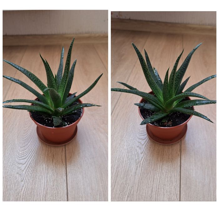 Колеус ,гастерия, сансевиерия , филодендрон