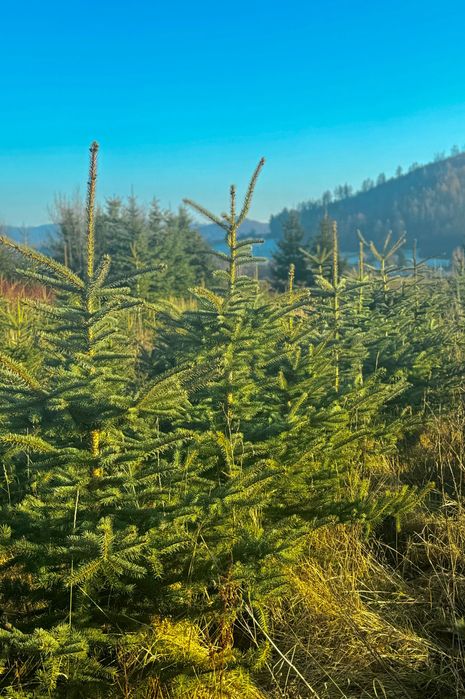 Choinki cięte świerk Nowa Ruda Słupiec