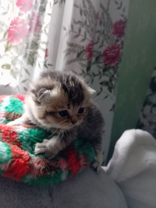 Бомбезні котята золотої шиншили від клубних батьків з паспортами