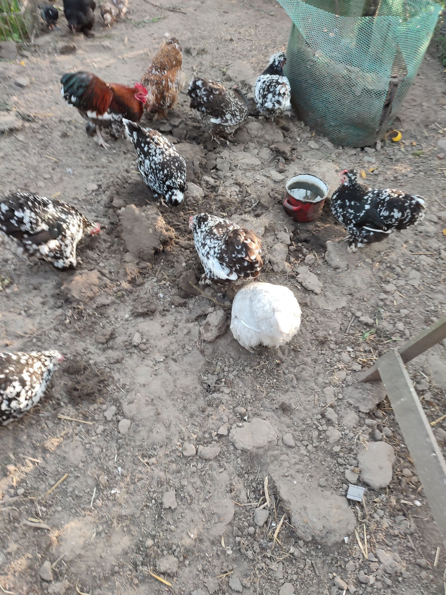 Jaja lęgowe kur ozdobnych