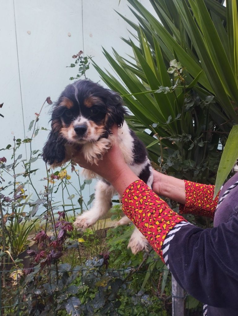 Super Cocker Spaniel
