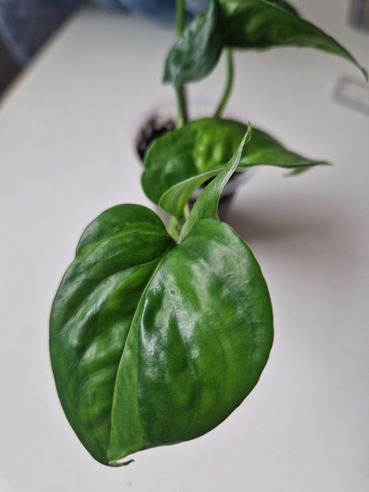 Епіпремнум сциндапсус глобал грін