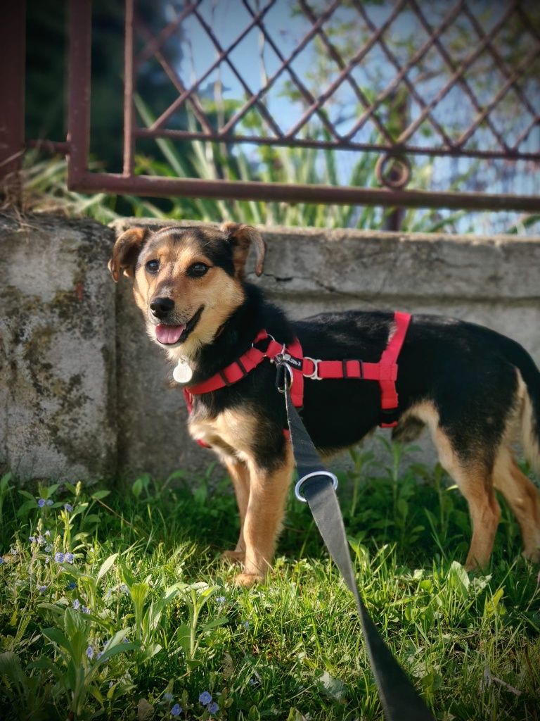MORIS do adopcji