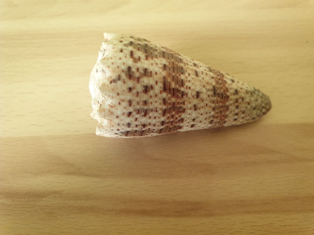 Stożek krolewski (Conus imperialis)