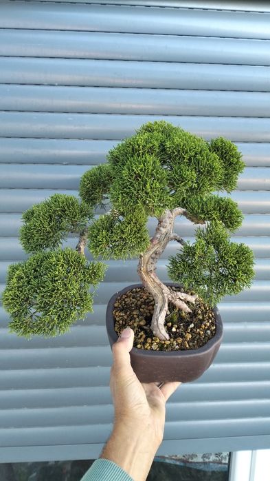 Bonsai Juniperus chinesis