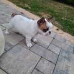 Szczeniaczek buldog francuski