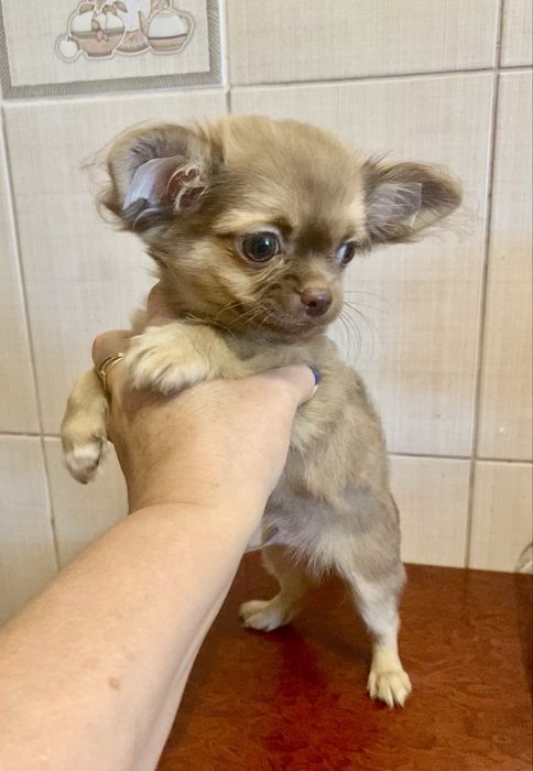 Файний хлопчик шоколадний соболь!