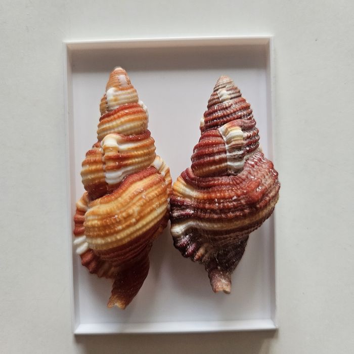 Dwie muszle w pudełku