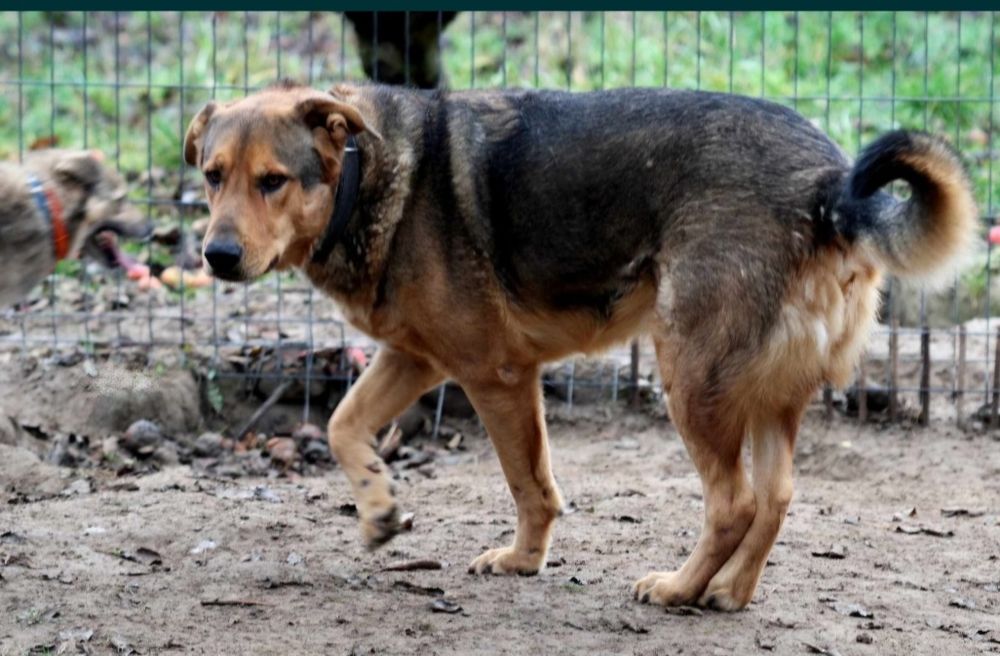 30 kg psiej miłości