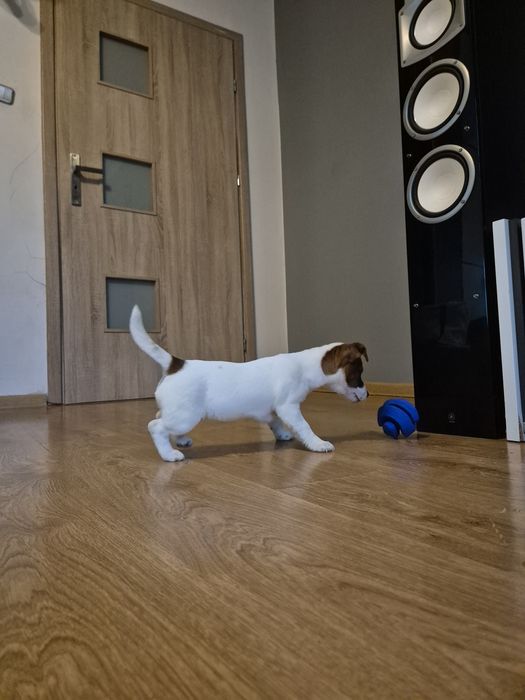 Jack Russell Terrier suczka REZERWACJA!!!