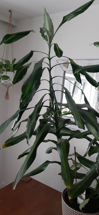 Transport Dracena Cintho duży kwiat 160 cm