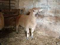 Borrego cruzado ile France/suffolk
