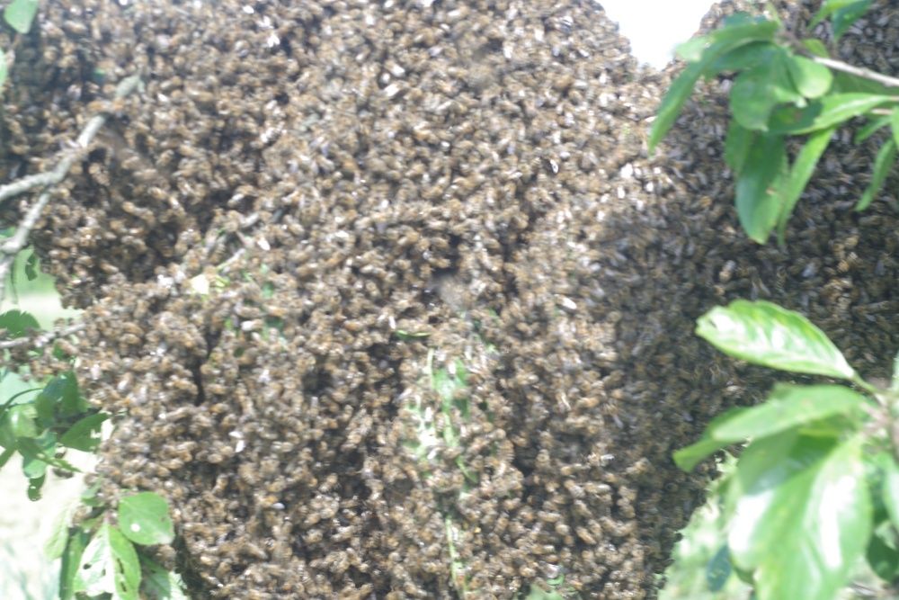 пасека пчелопакеты отводки бджолопакети Бджоли з вуликом карпатка рута