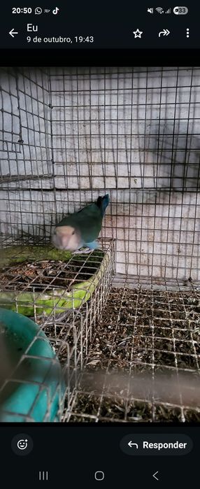 Agaporni para despachar