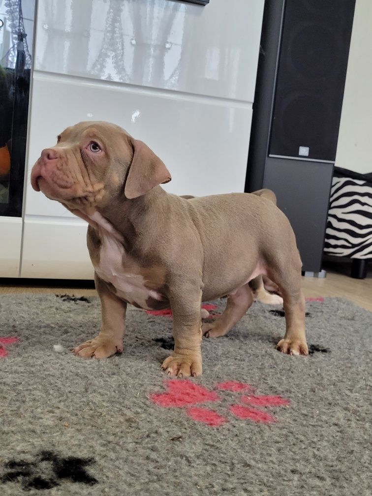 American bully Cowboy Bloodline