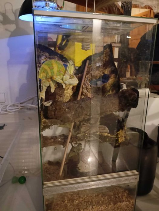 Jaszczurka z dwoma terrariami oraz foggerem