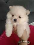 Chłopiec nr 3 szpic miniaturowy pomeranian/genetyka /XXL wyprawka