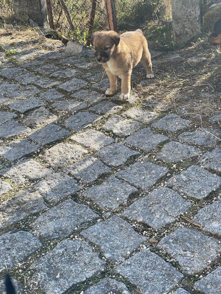 Cachorrinhos para adoção
