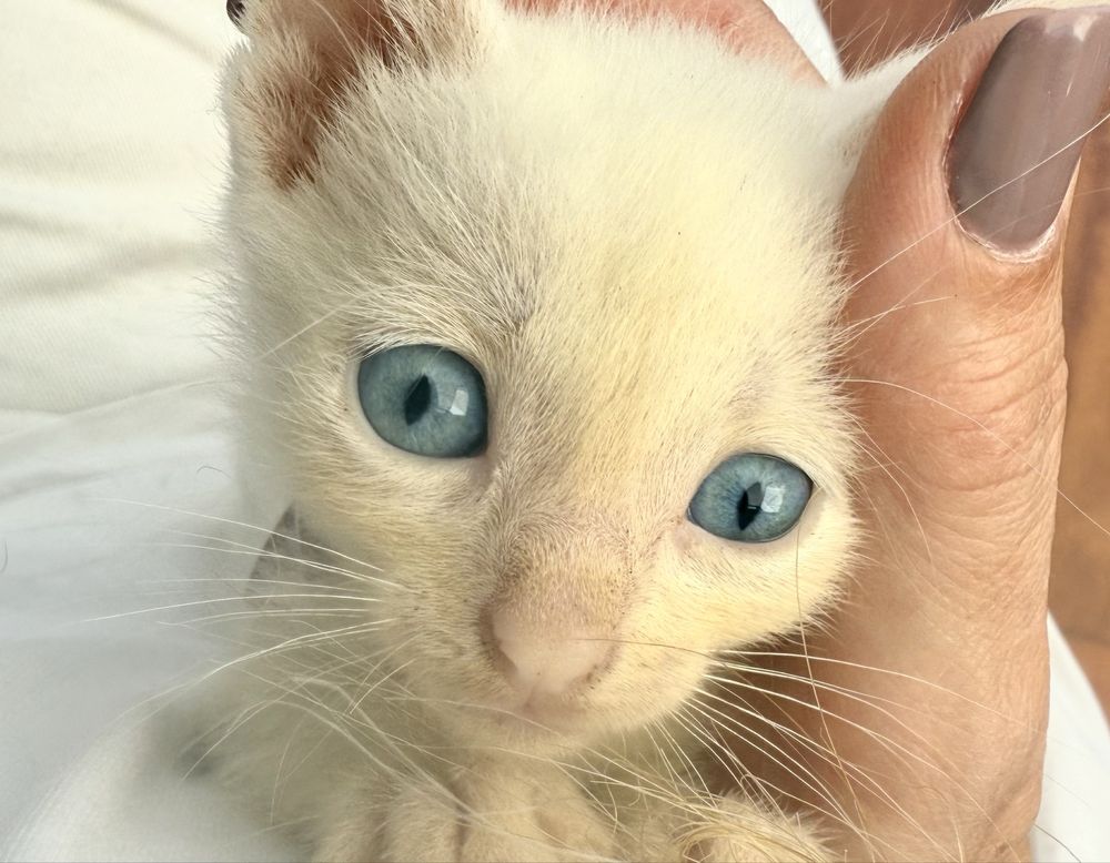 Gatos para adoção muito responsavel