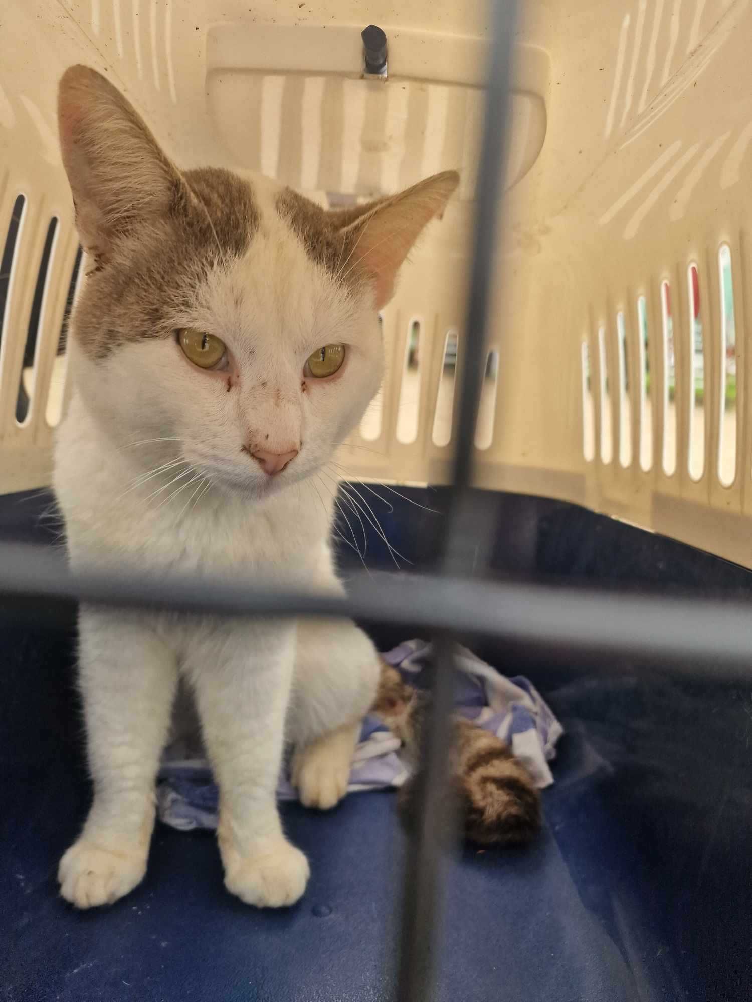 PEIXE GATO (Macho, 2 Anos) Para Adopção