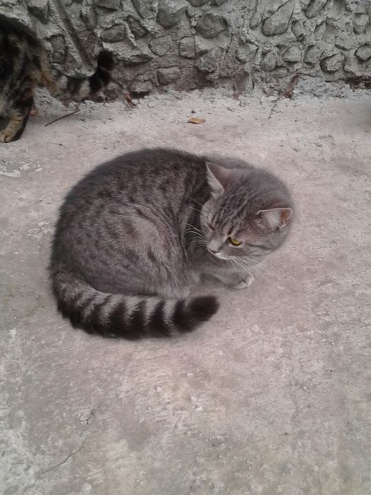 Кошечка, 1.2 мес., стерильная
