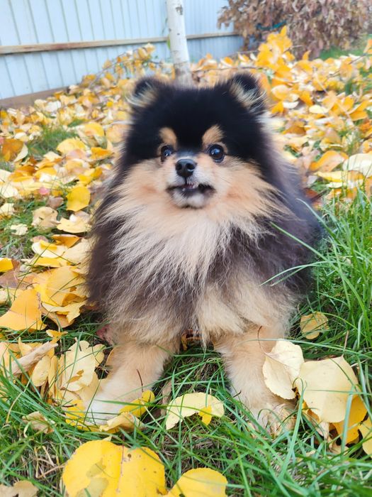 Shpitz Pomeranian and mini