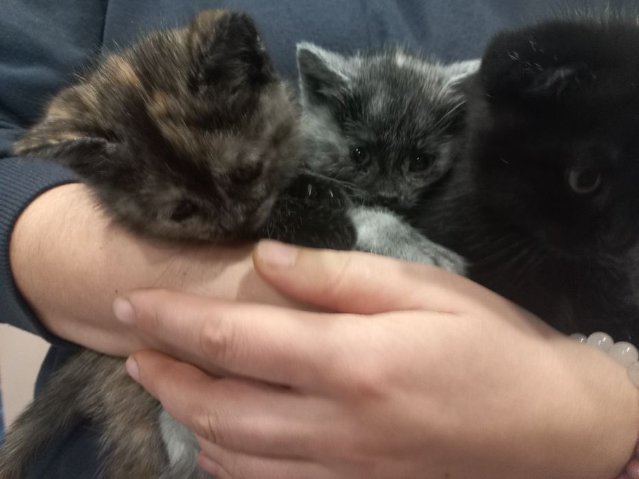 Відаю котят в добрі руки