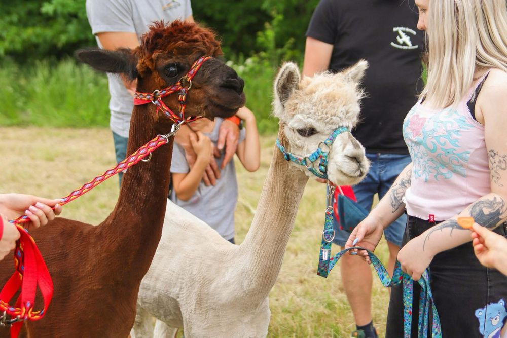 Alpaka huacaya - samiec wykastrowany do alpakoterapii, biały