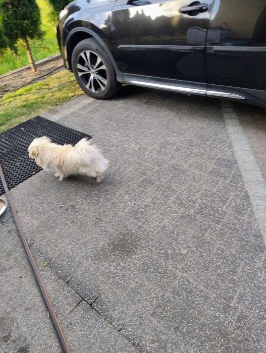 Piesek pekińczyk królewski biało-ekri