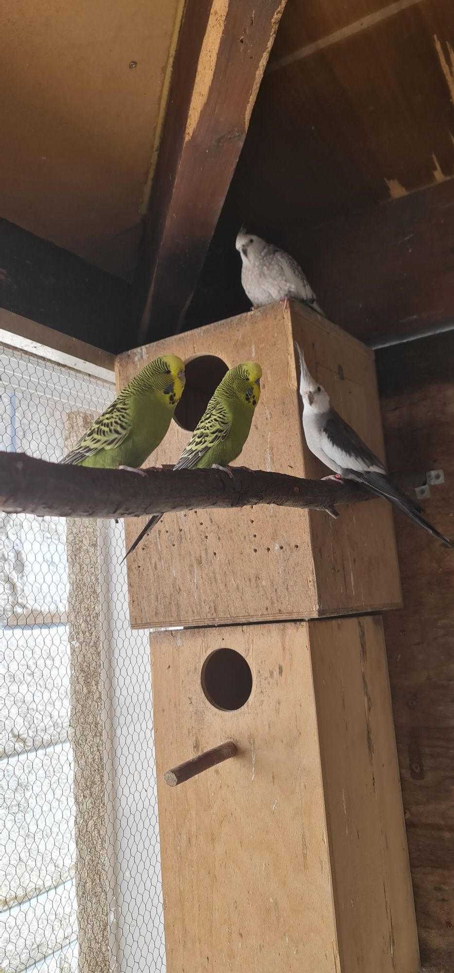 Casal de Piriquitos
