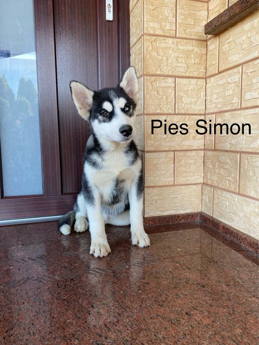 Husky Syberyjski